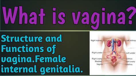 videos de vaginas|Vulva: Location, Anatomy, Function, Conditions & Care.